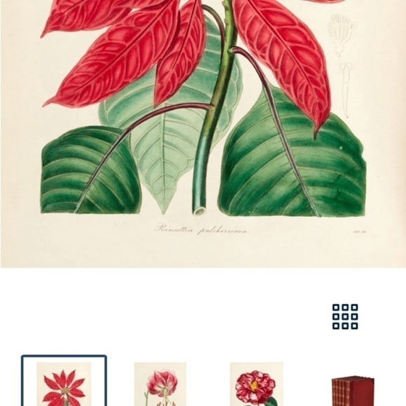 Poinsettia Botanical Chromo Lithograph Print - Picture 3 of 6
